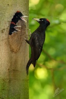 Datel cerny - Dryocopus martius - Black Woodpecker 0465v